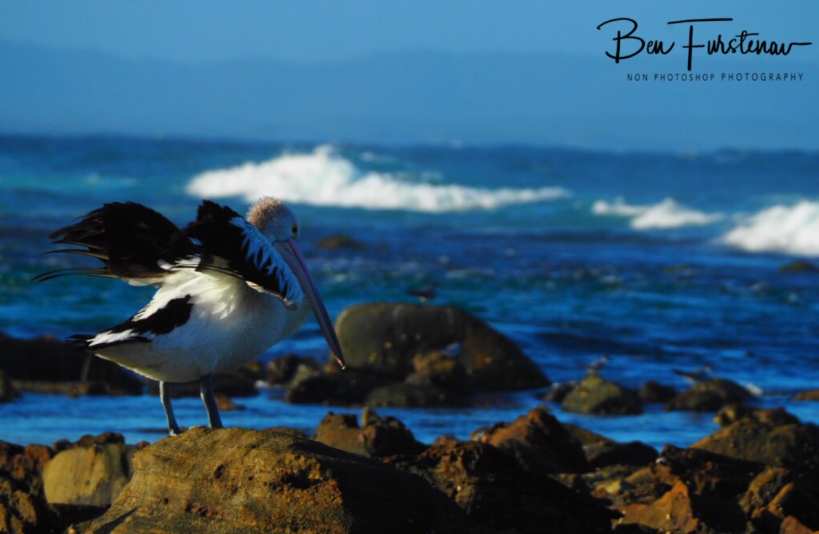 Rest with a view at Woody Head, New South Wales, Australia