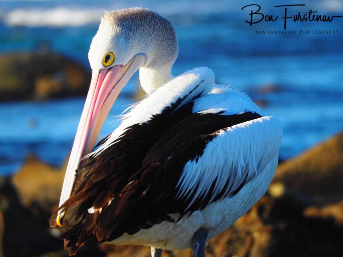 The long beak can reach all body parts, Woody Head, New South Wales, Australia