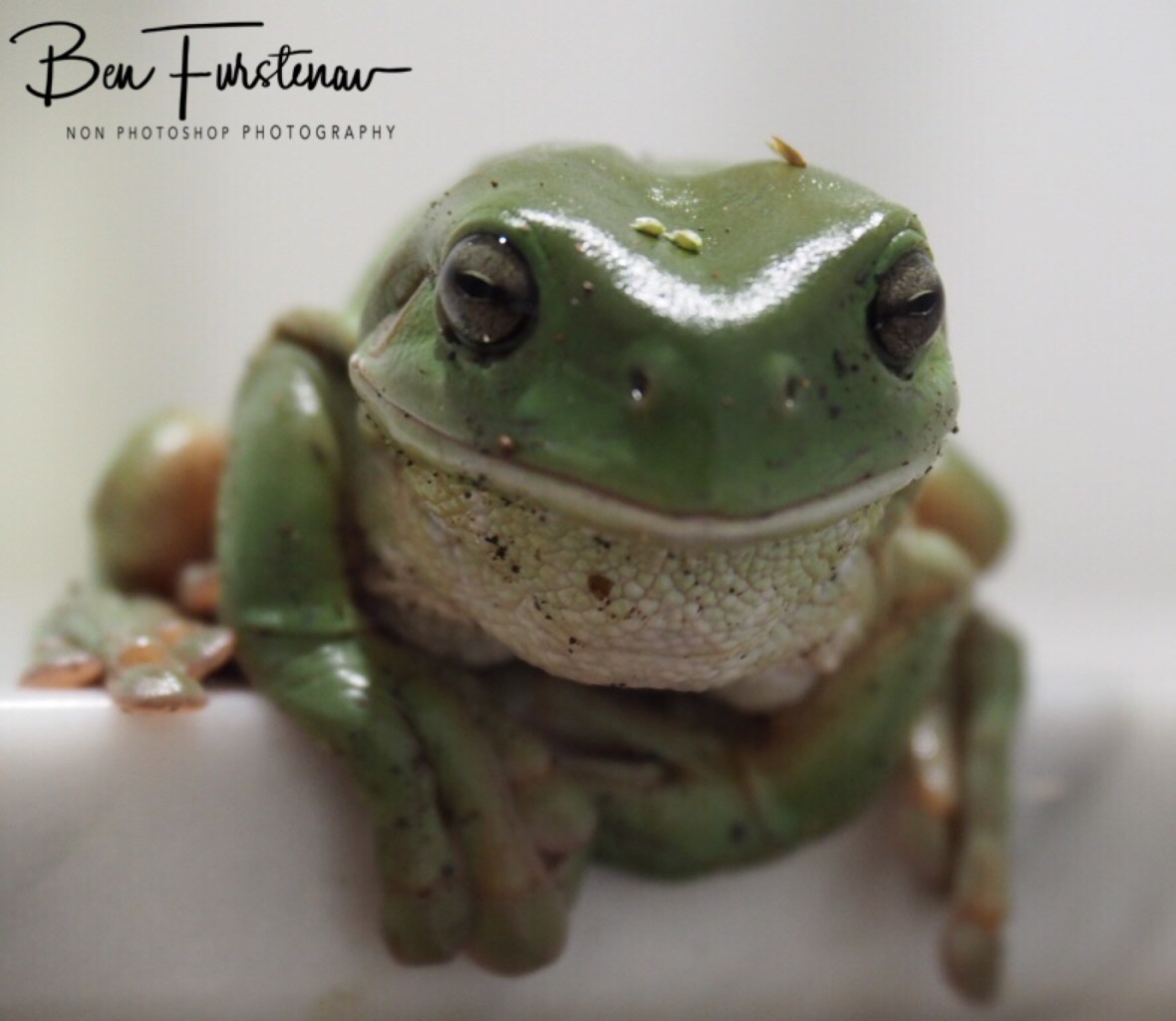 Big smile on his dial, Newrybar, New South Wales, Australia