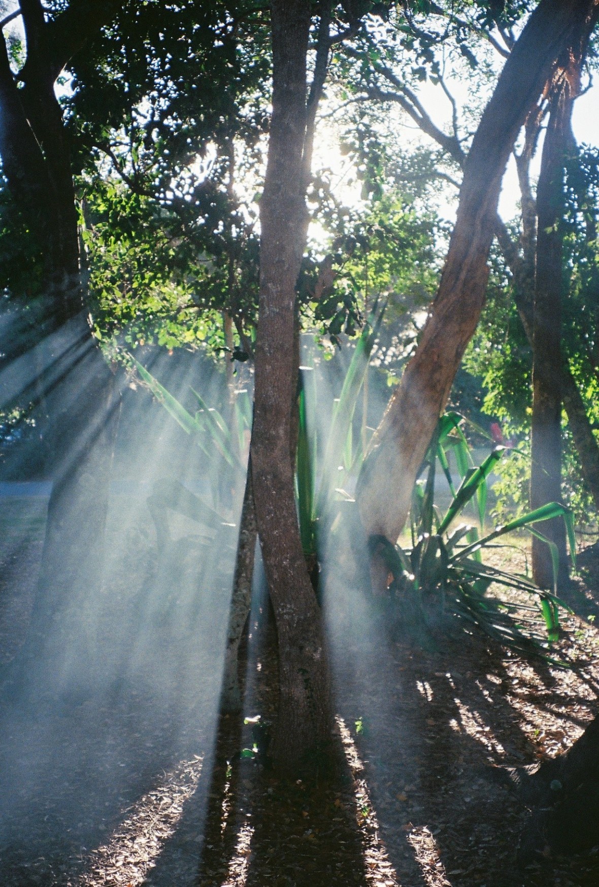 Sunday’s cutting through early morning mist at Bundjalong National Park, New South Wales, Australia 