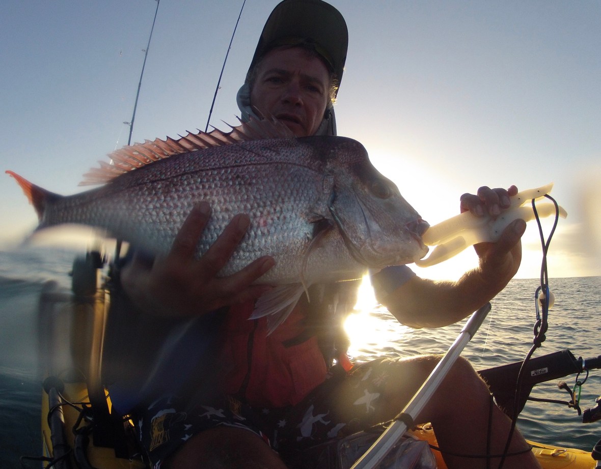 A decent Snapper to be released again at Seal Rocks, New South Wales, Australia