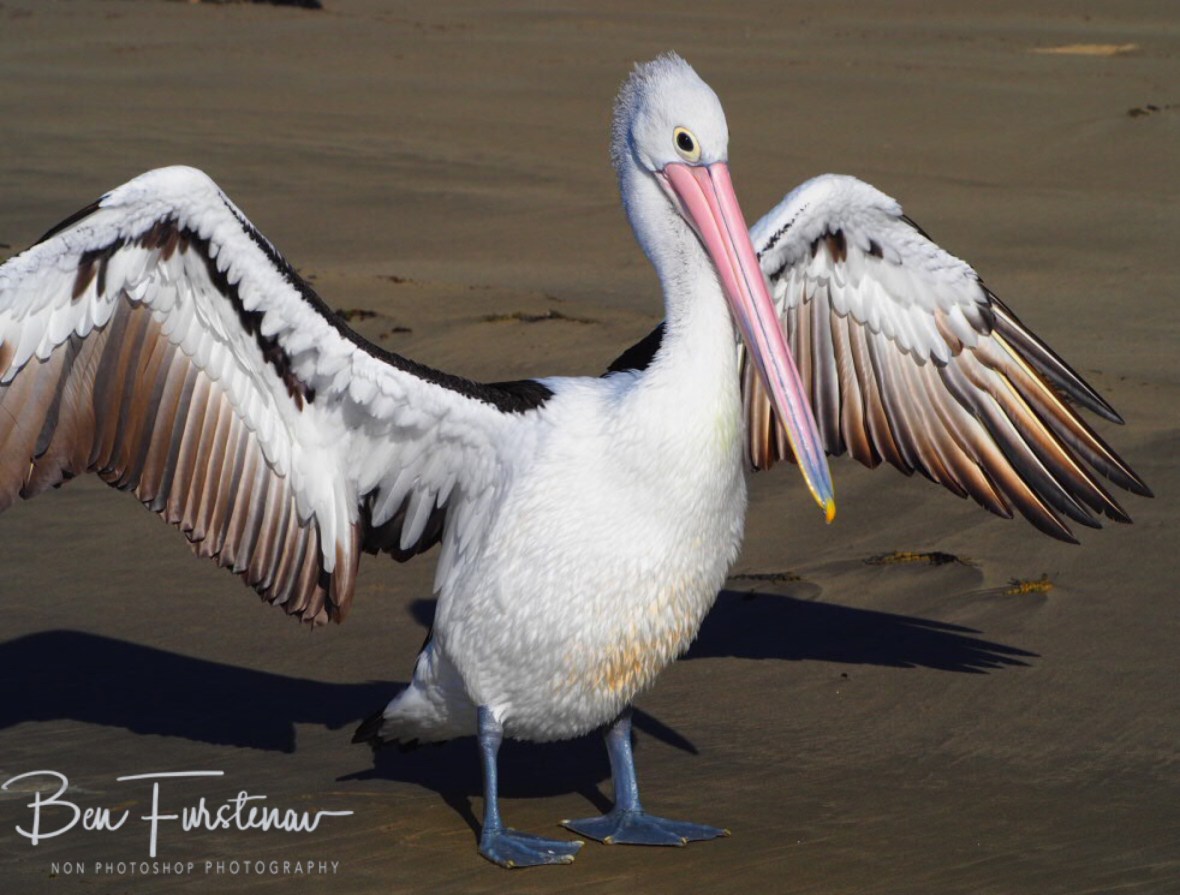 What are you looking at? Woody Head, New South Wales, Australia 
