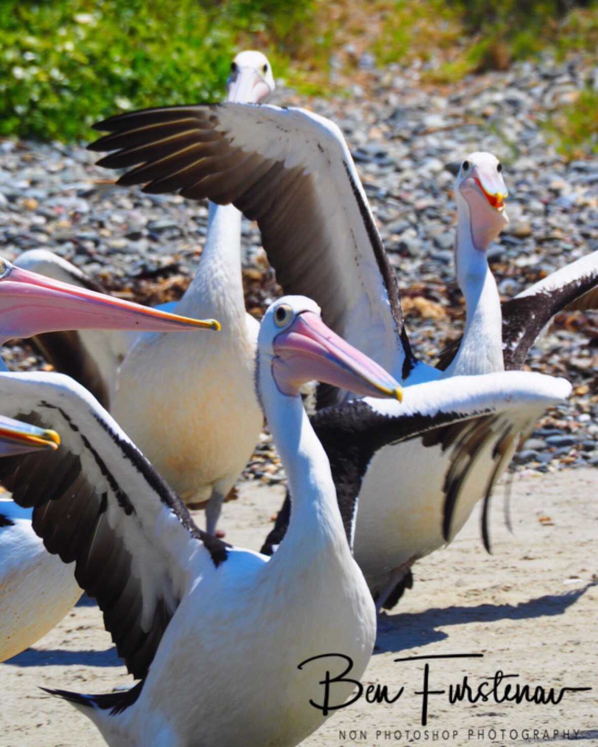 Pick Me! Pick Me? Brooms Head, New South Wales, Australia