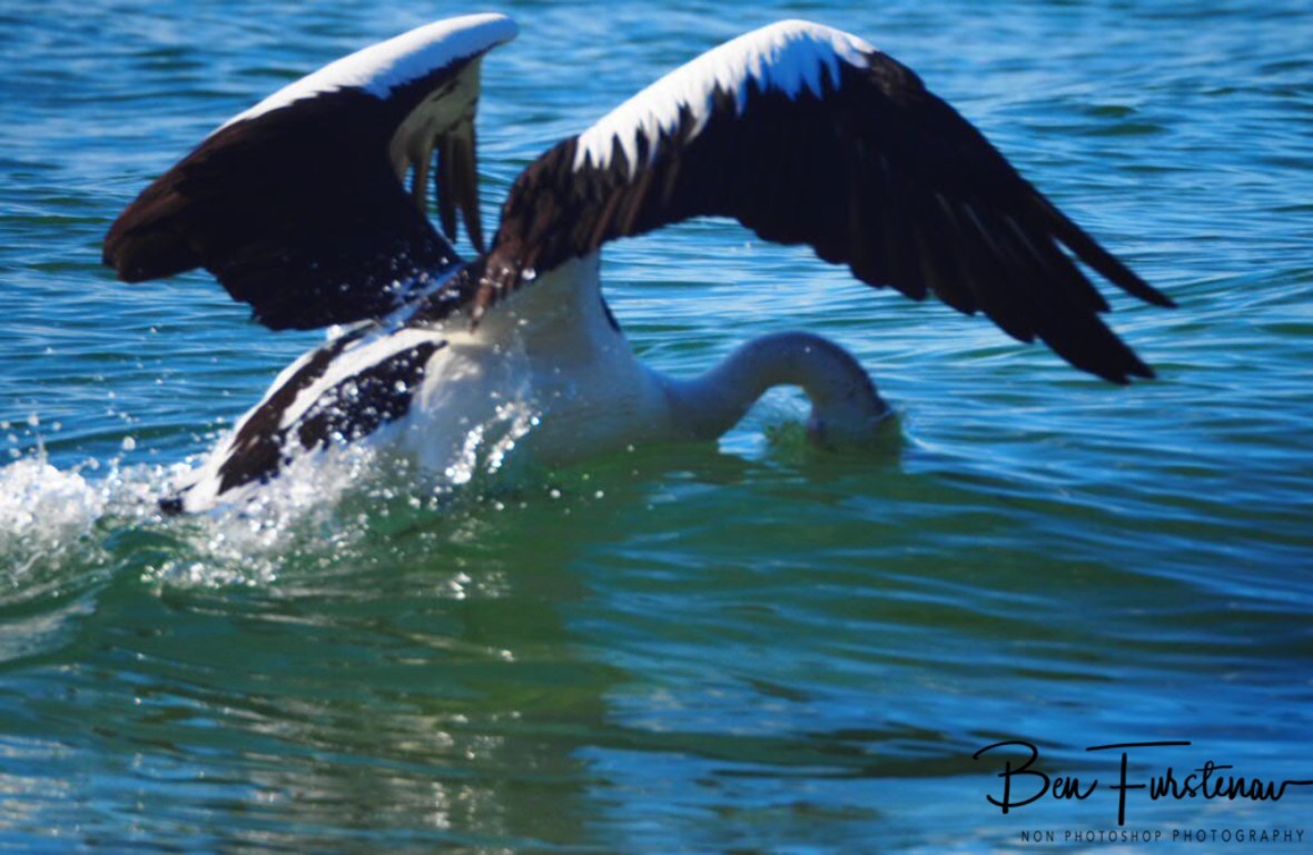 Sifting through the water at Woody Head, New South Wales, Australia