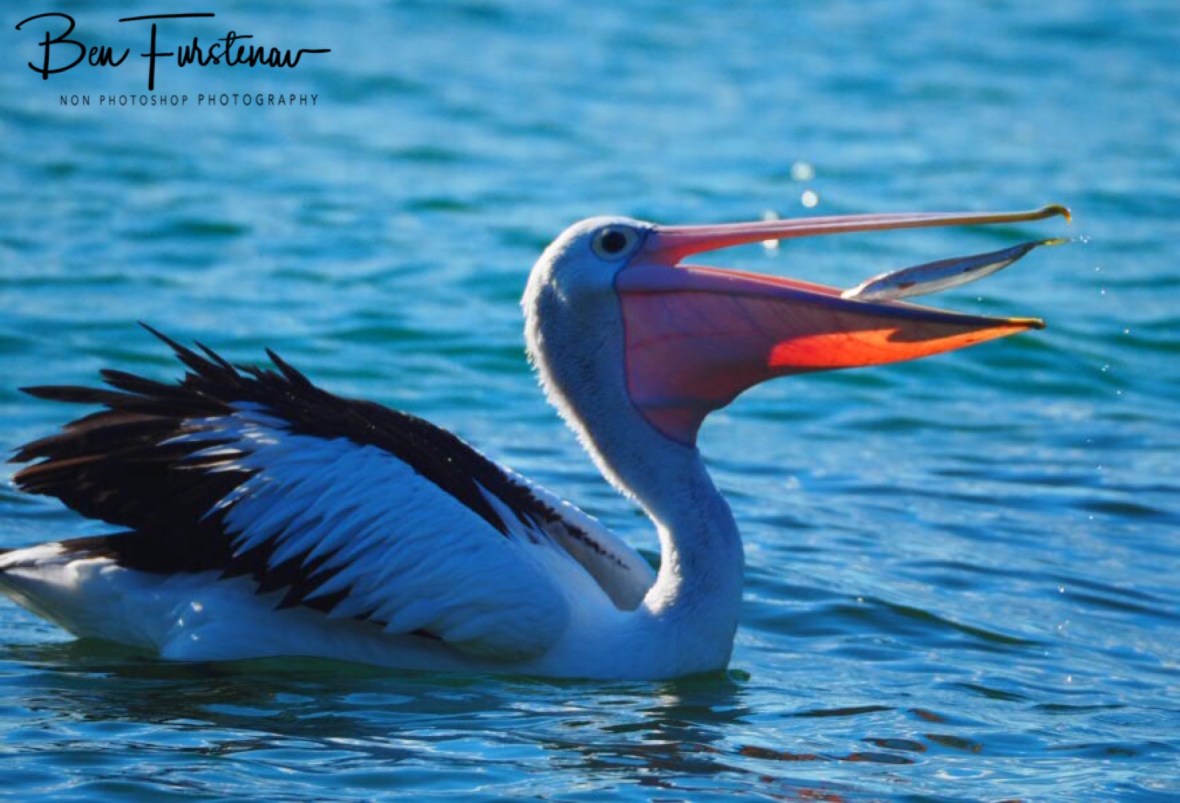 Tossing fish at Woody Head, New South Wales, Australia 