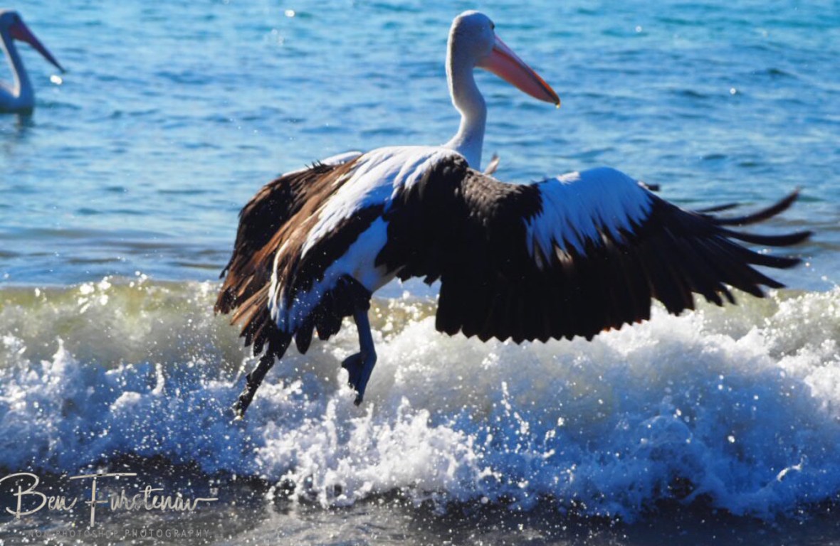 Not storking the swell at Woody Head, New South Wales, Australia 