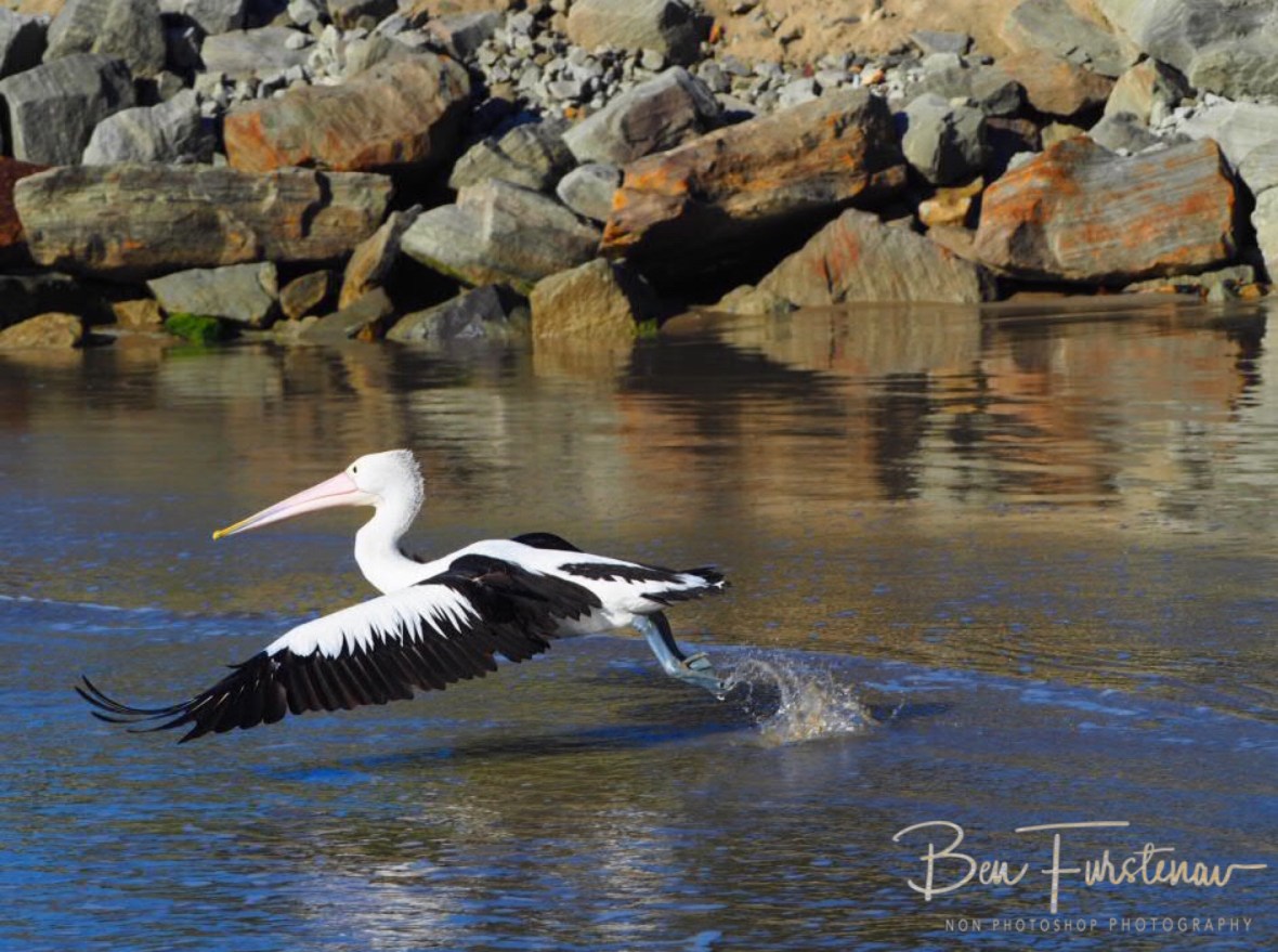 Leap start at Woody Head, New South Wales, Australia 