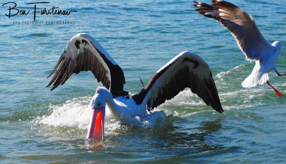 It’s gotta be here somewhere?! Woody Head, New South Wales, Australia 