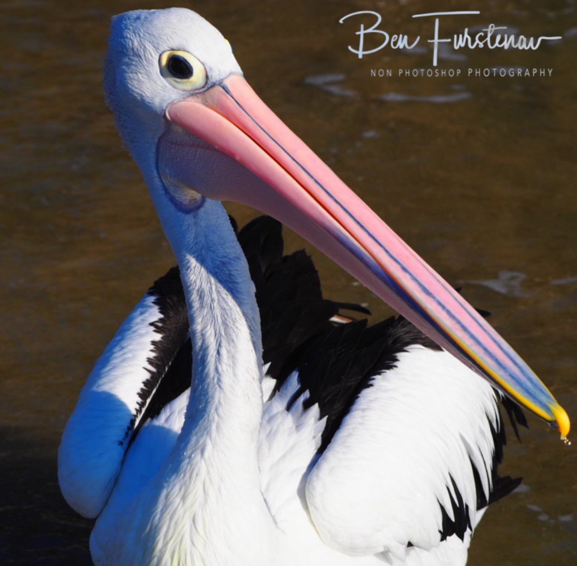 What’s that in your hand? Woody Head, New South Wales, Australia 