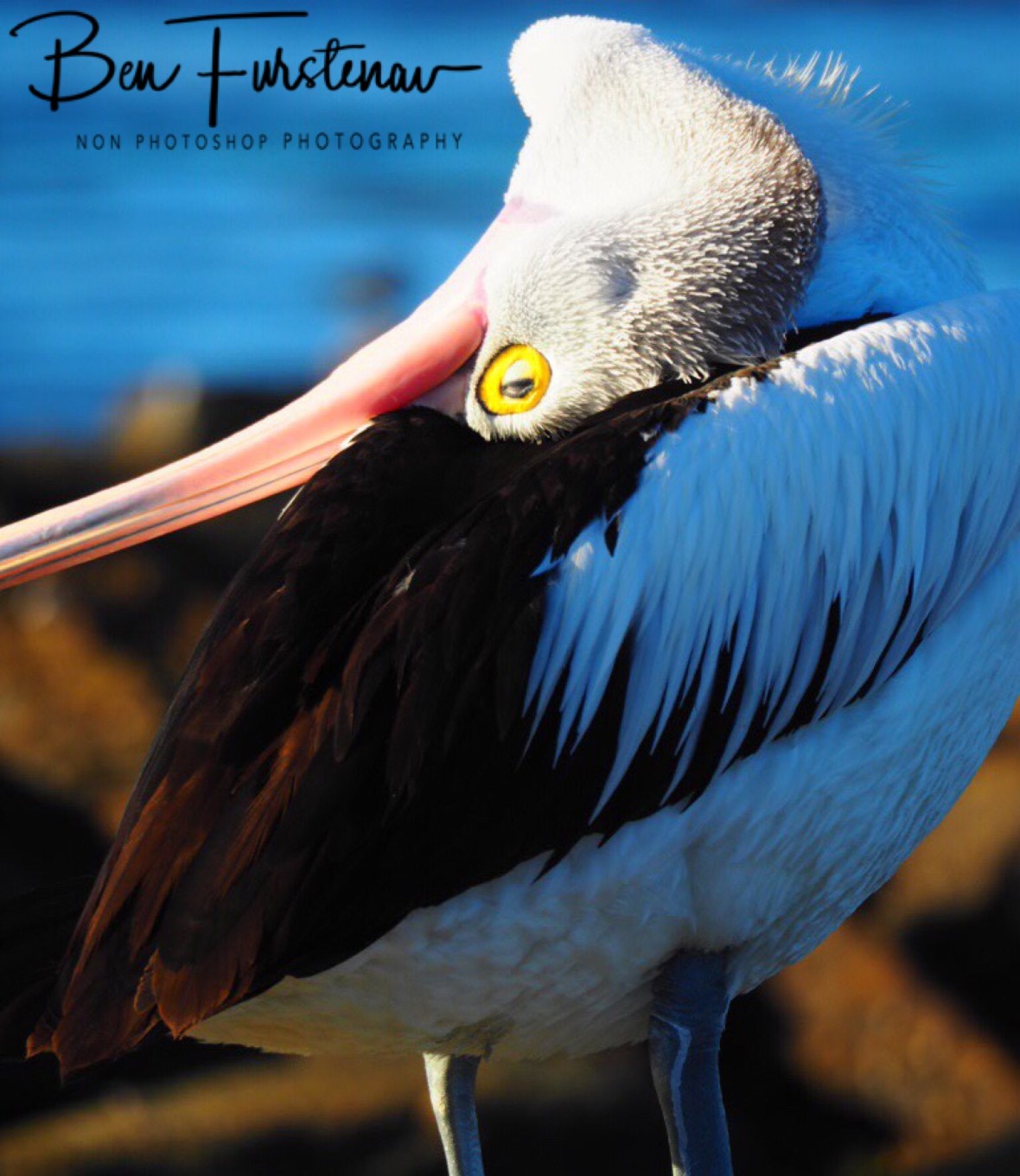Neck acrobatics at Woody Head, New South Wales, Australia 