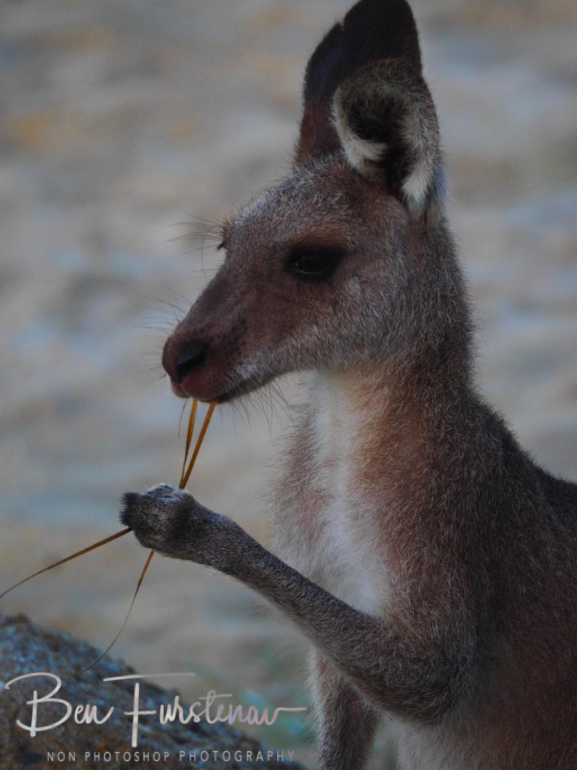 Kangaroo habits and behaviour is easily observed at Woody Head, New South Wales, Australia