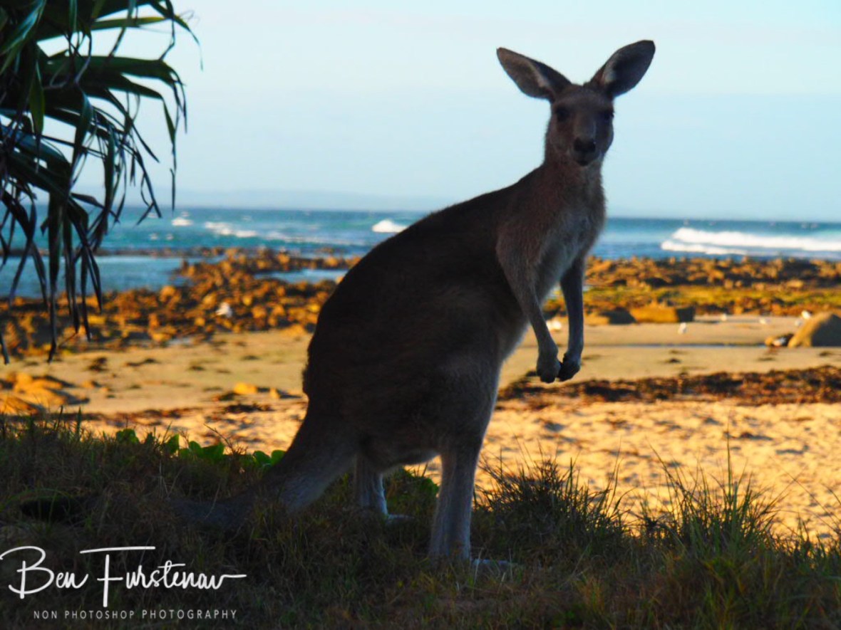 Tame, but always wary at Woody Head, New South Wales, Australia