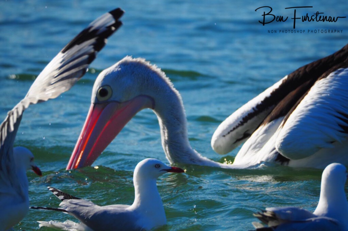 There might be a free feed? Woody Head, New South Wales, Australia 