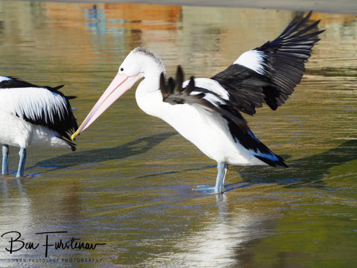Wingspan? Check! Woody Head, New South Wales, Australia 