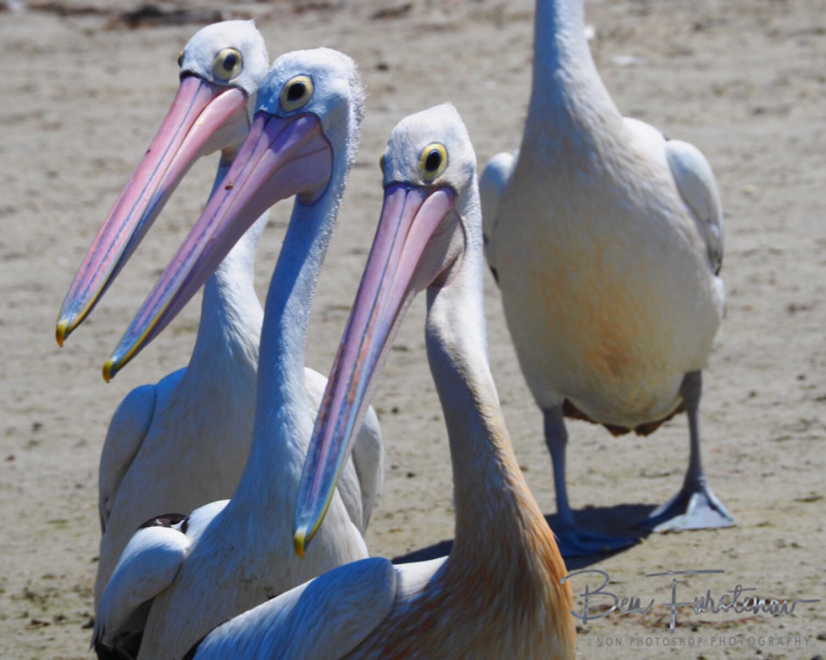 Back in line, Brooms Head, New South Wales, Australia