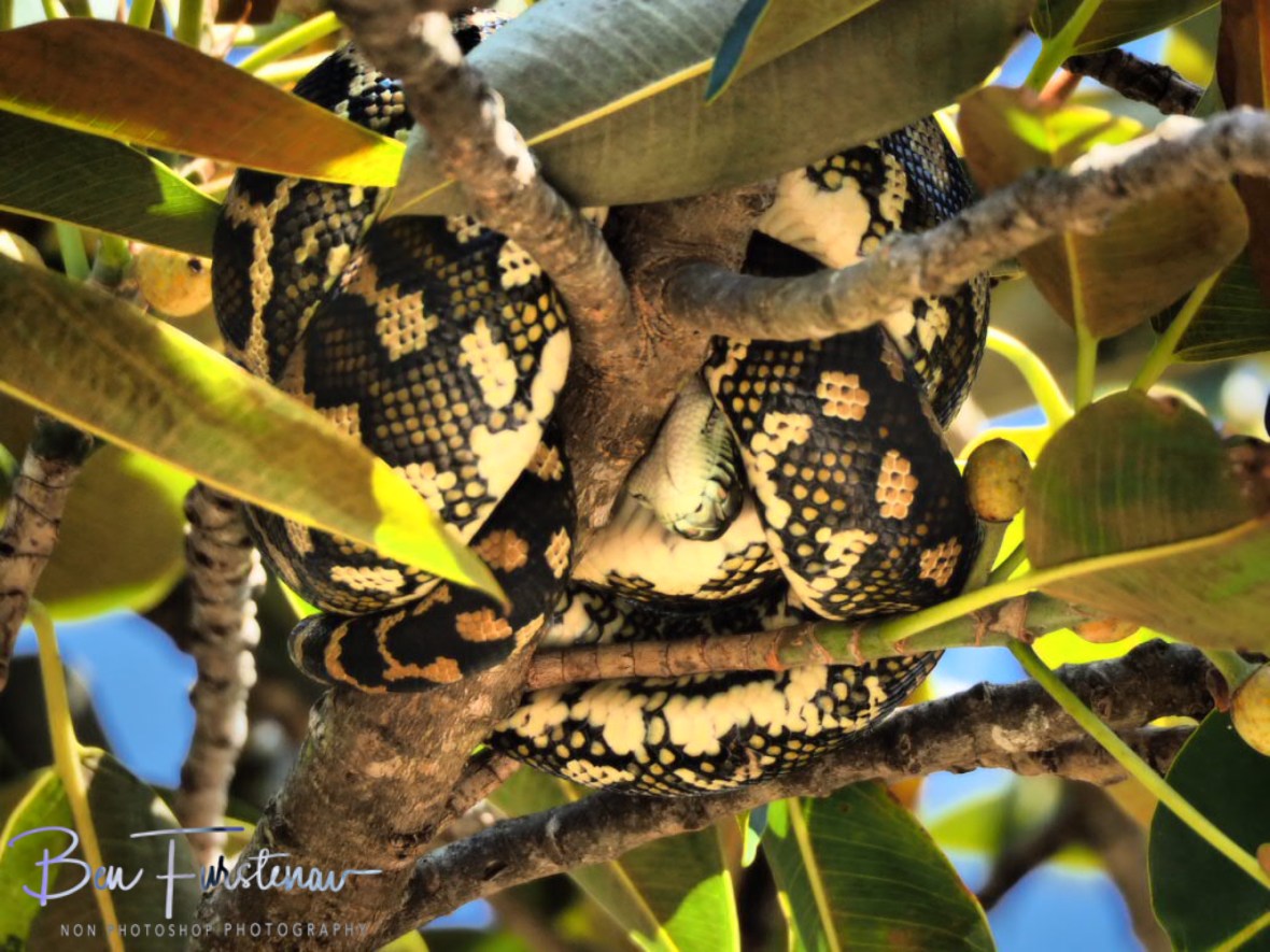 This Python curled up in the very same spot for 3 days at Woody Head, New South Wales, Australia