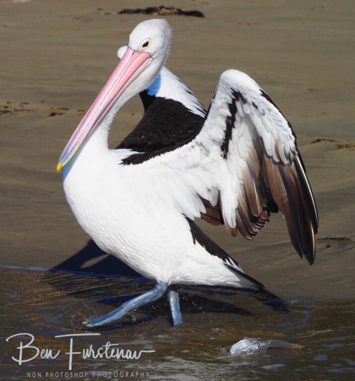Watch this! Woody Head, New South Wales, Australia 