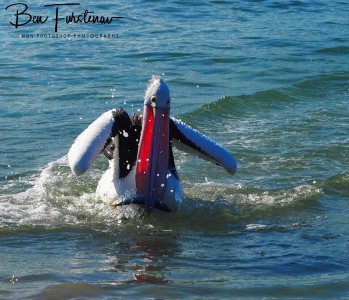 Gotcha! Woody Head, New South Wales, Australia 