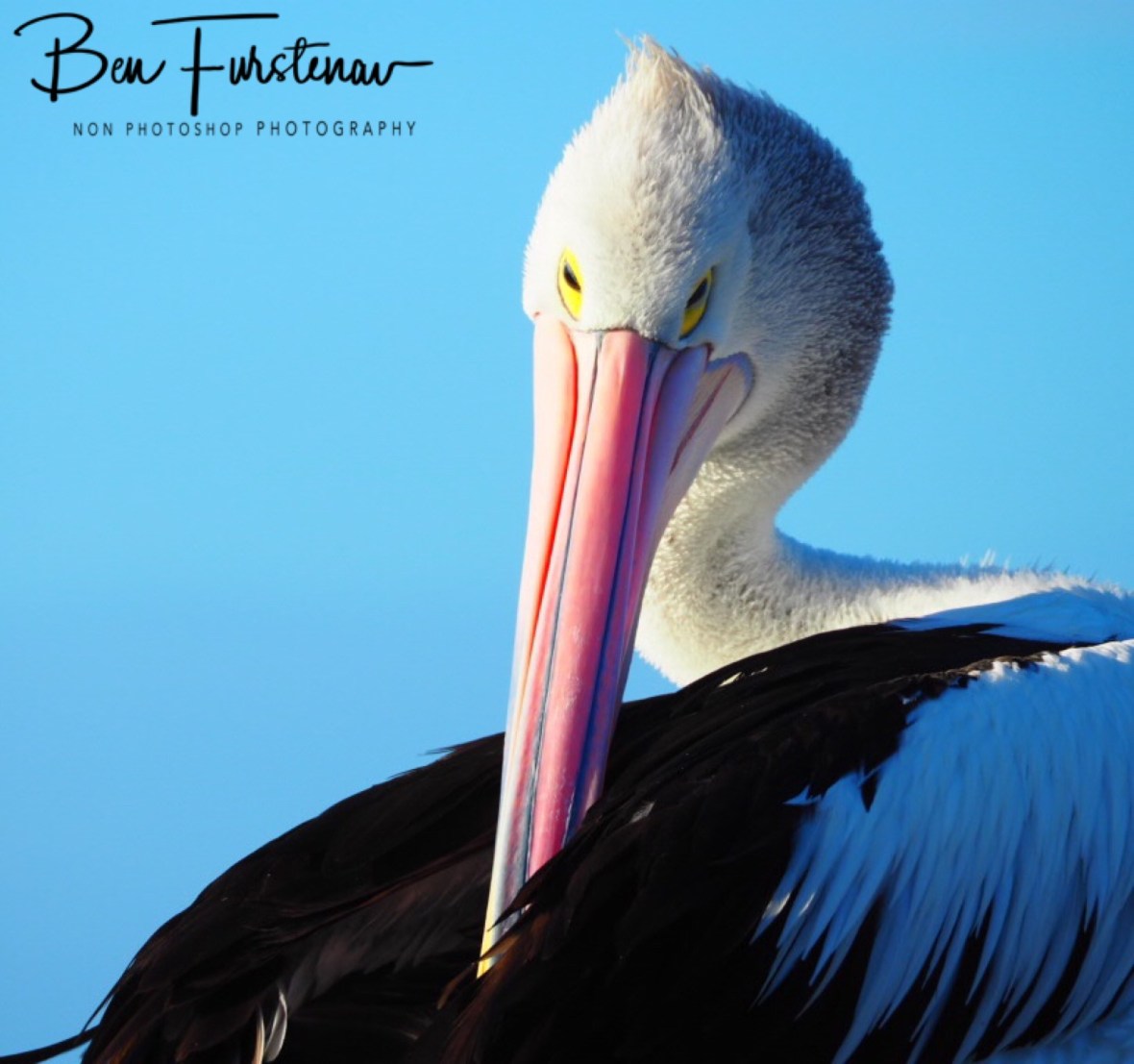 Cheeky smile at Woody Head, New South Wales, Australia