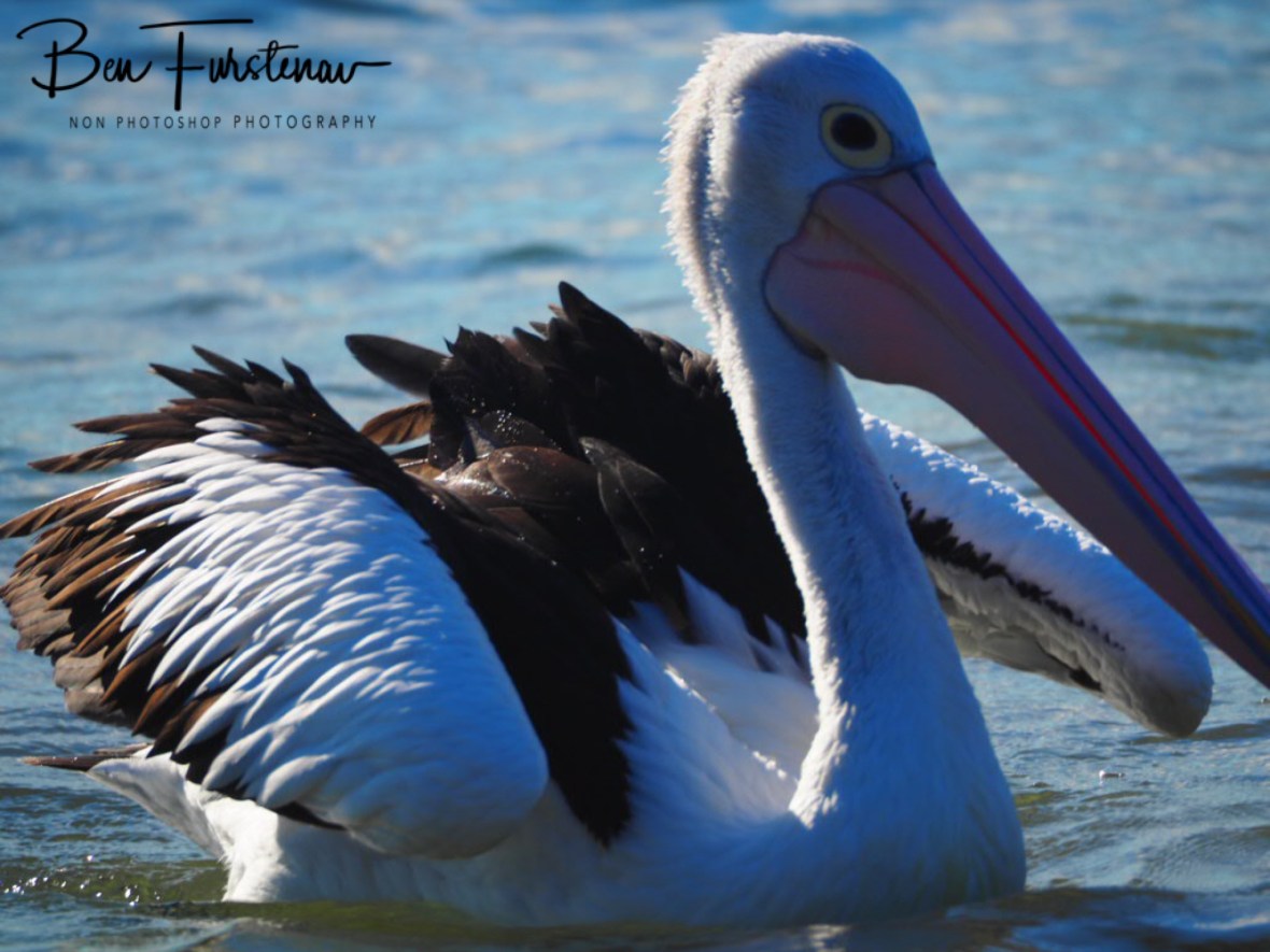 You got something for me? Woody Head, New South Wales, Australia 