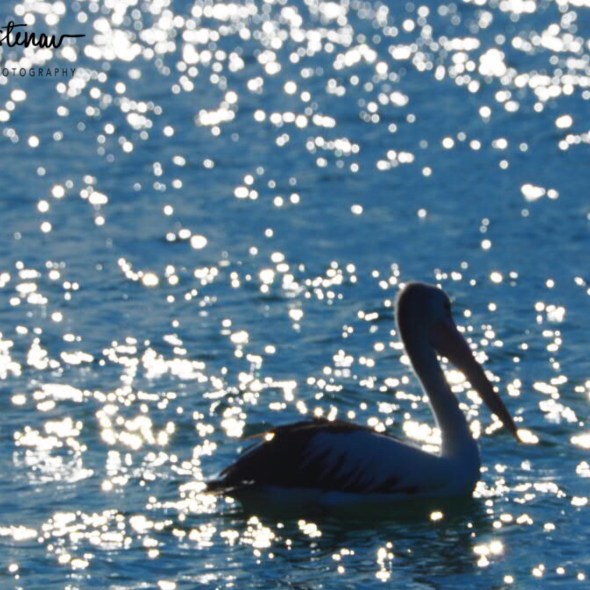 Swimming on a sea off stars at Woody Head, New South Wales, Australia