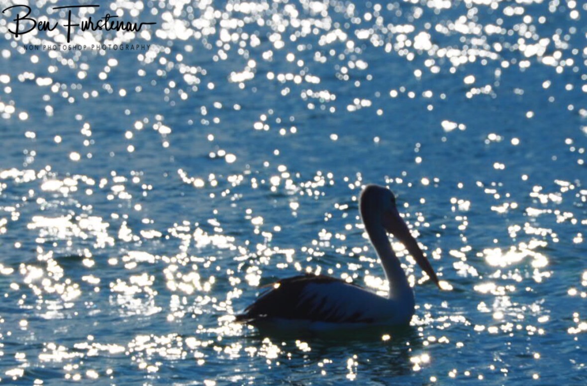 Swimming on a sea off stars at Woody Head, New South Wales, Australia