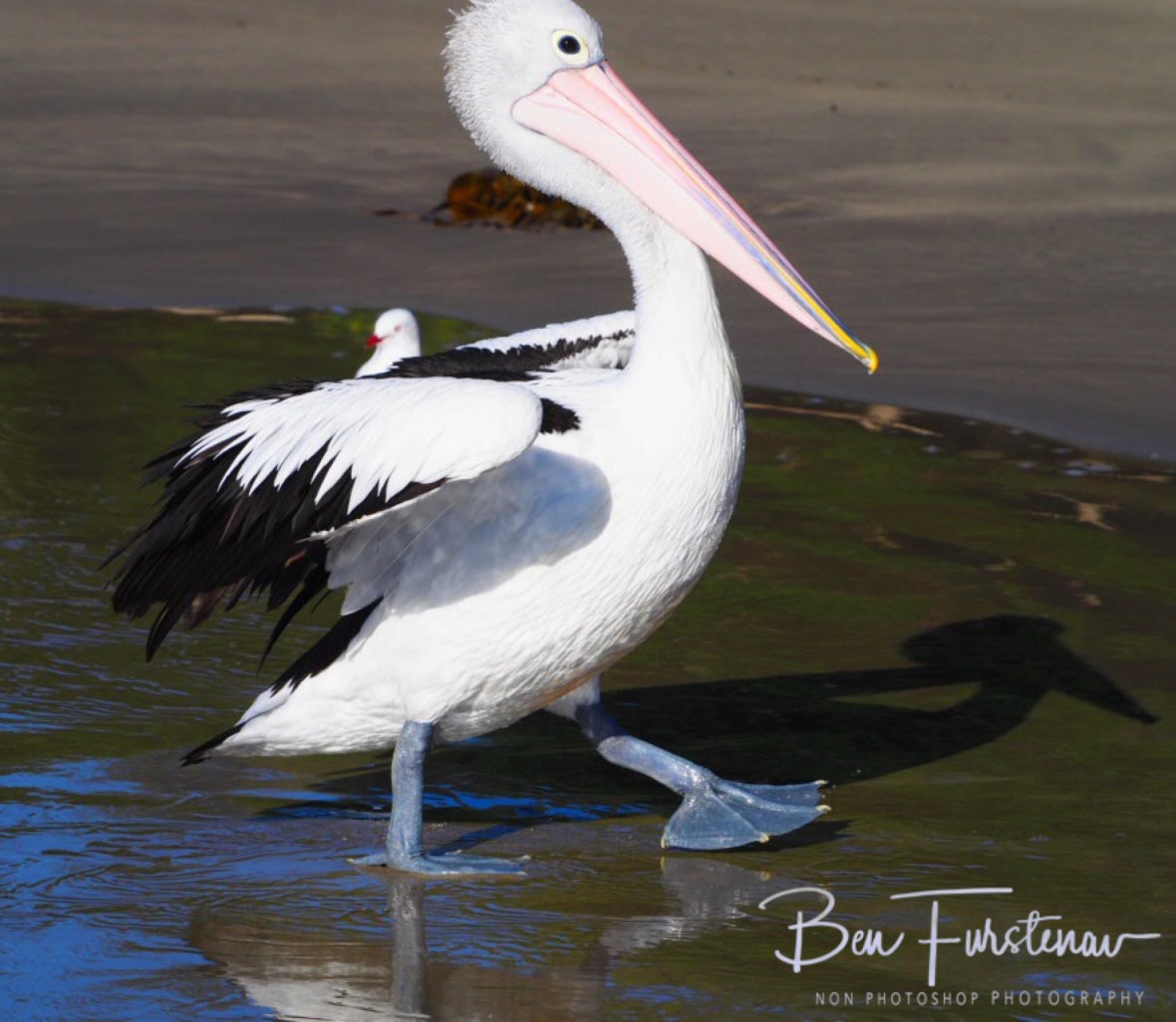 Another contestant at Woody Head, New South Wales, Australia 