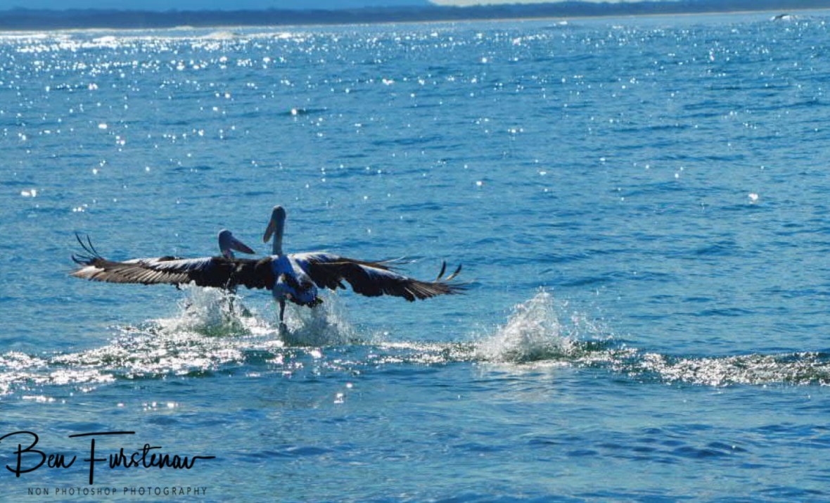 Chasing off competitors at Woody Head, New South Wales, Australia 