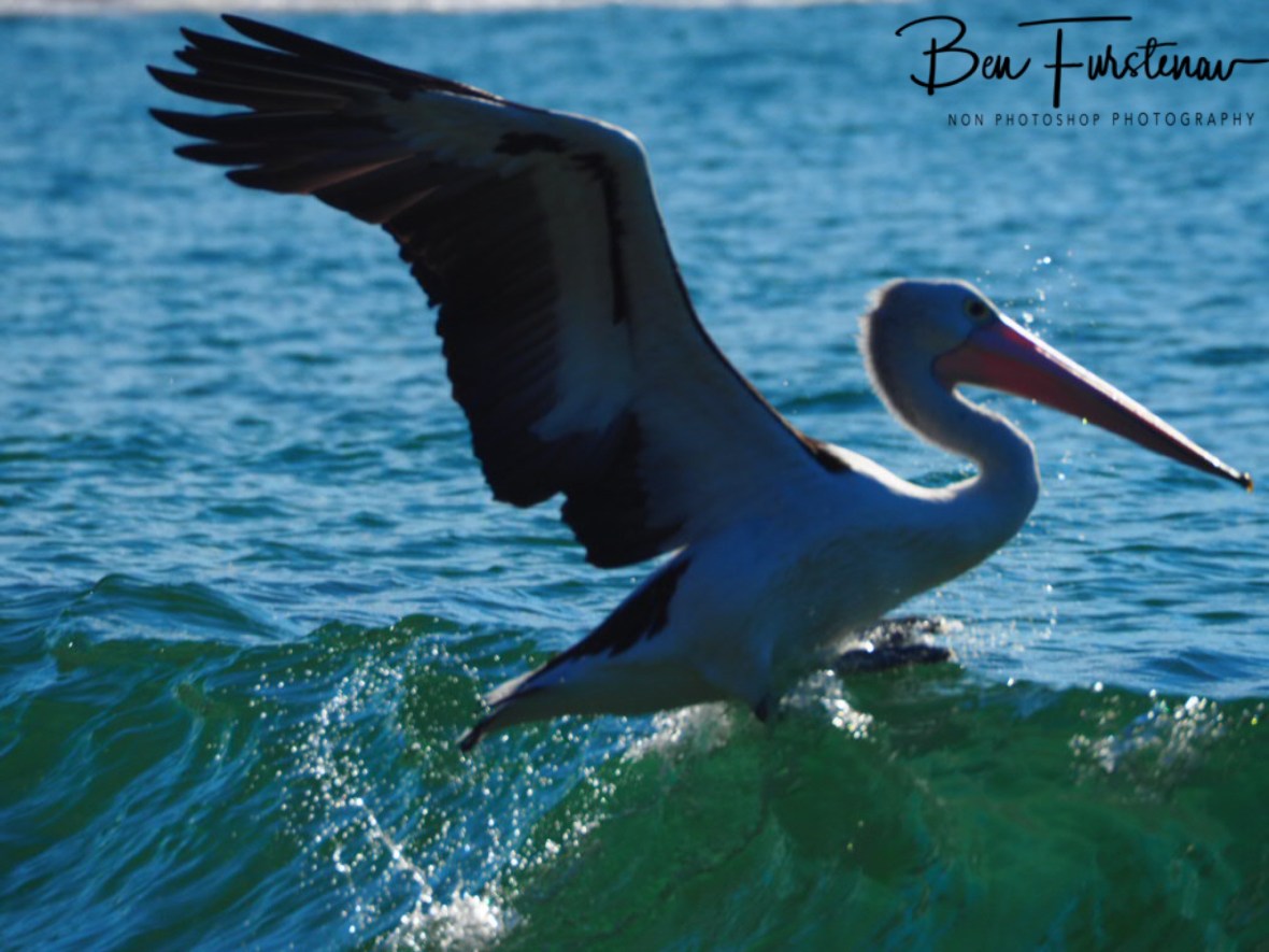 Not liking the surf, Woody Head, New South Wales, Australia 