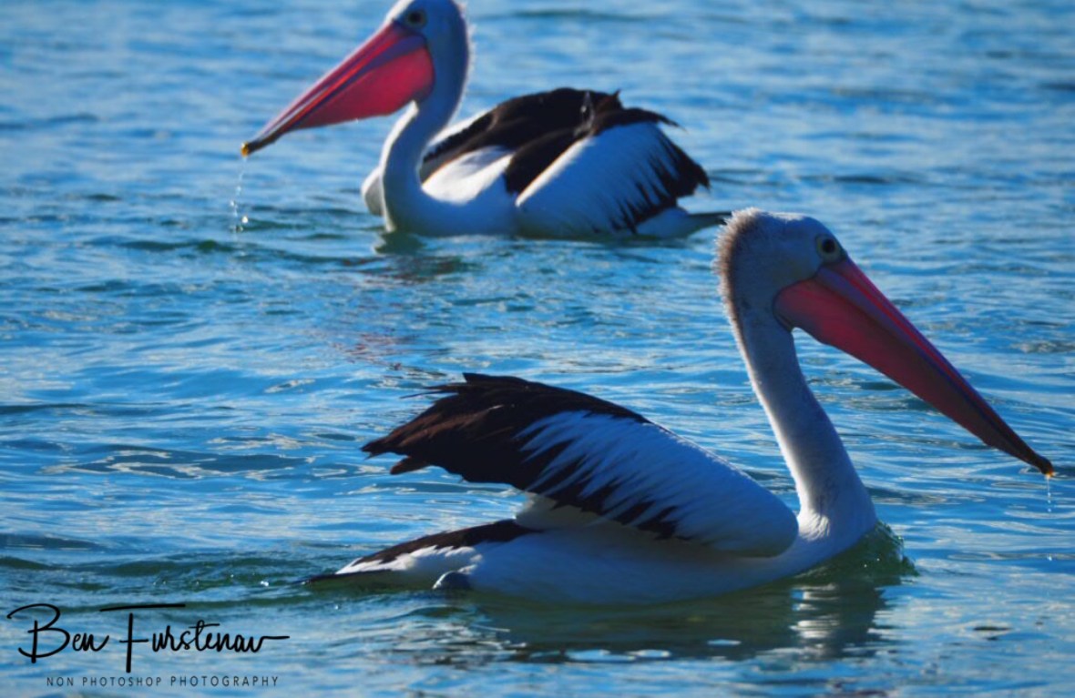 Collective hunting at Woody Head, New South Wales, Australia 