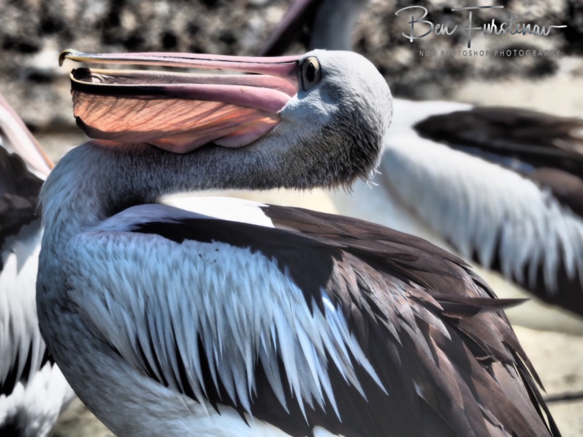 Lower mandible clear view, Brooms Head, New South Wales, Australia 