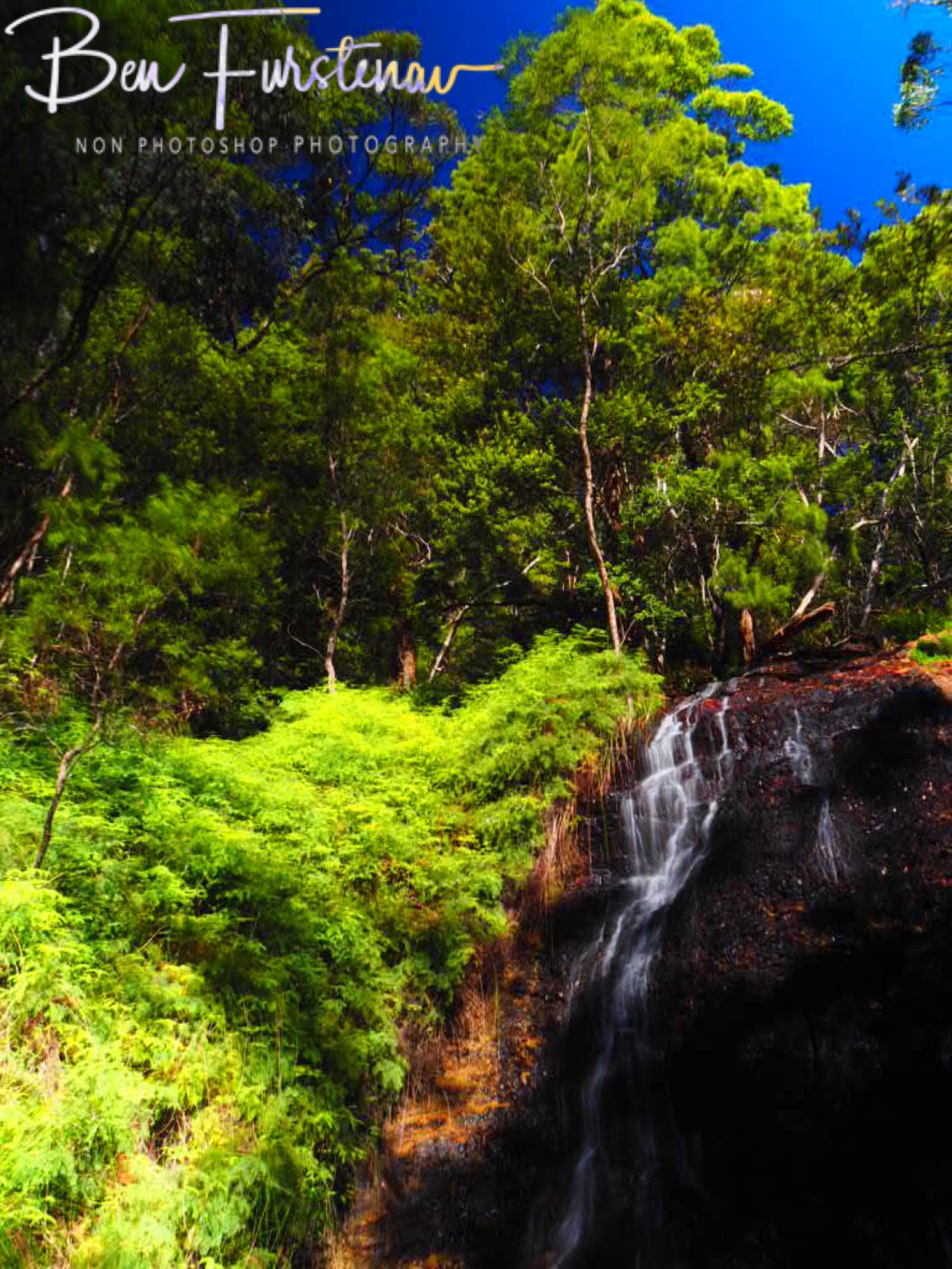 Lamington National Park wonderland, Queensland, Australia