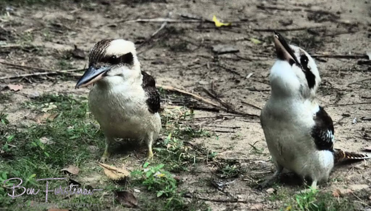 Yummy in my tummy. Queensland, Australia 