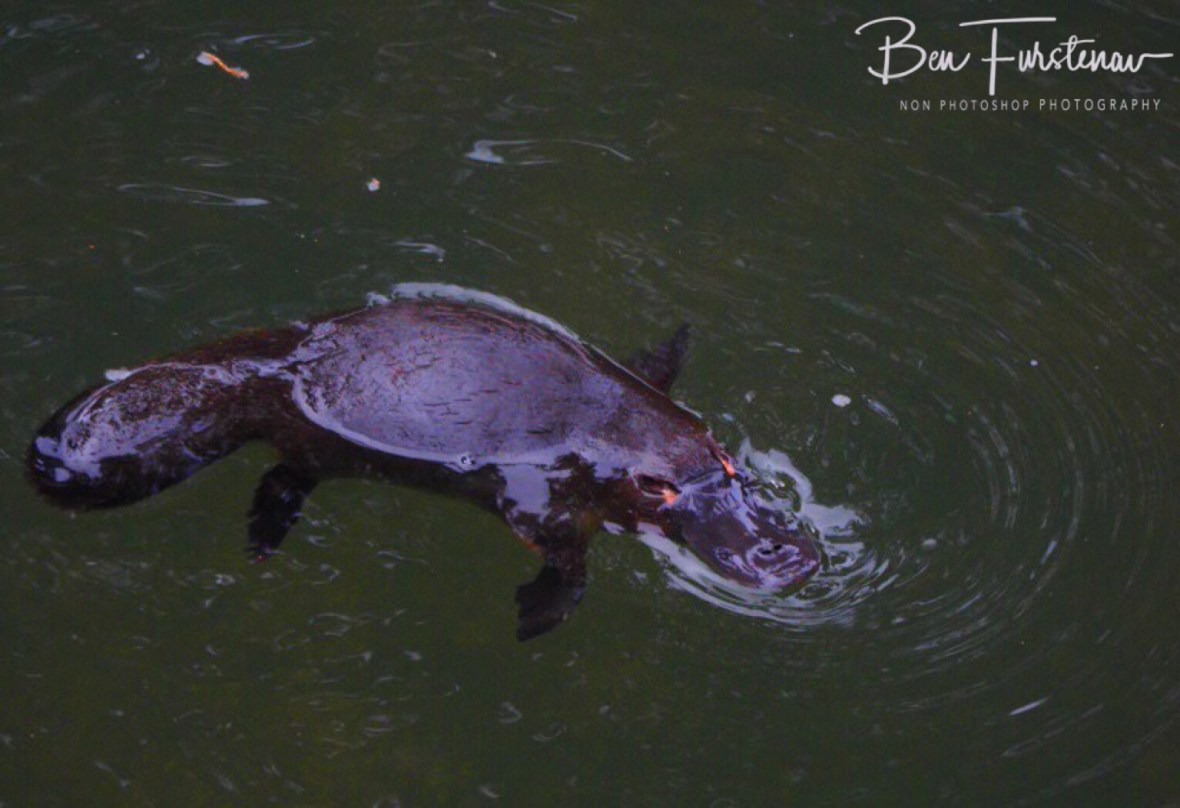 Surely a mystical creation at Eungalla National Park, Queensland, Australia 