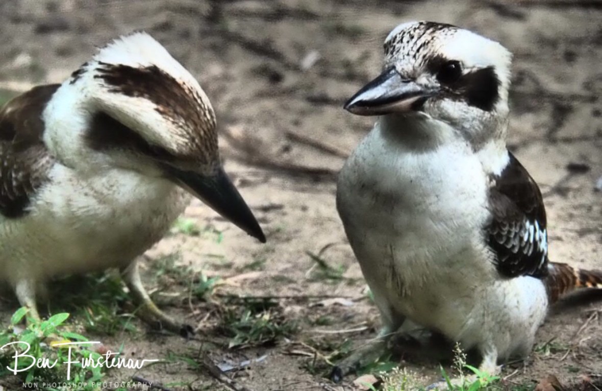 Kookaburra discussion, Queensland, Australia 