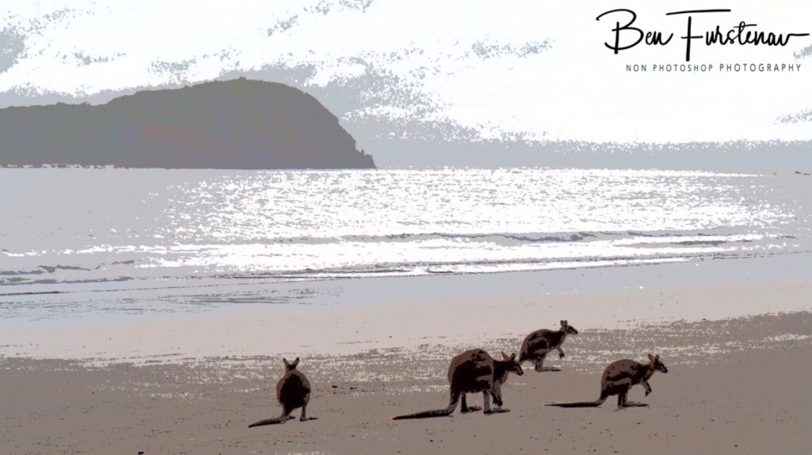 Safety in numbers at Cape Hillsborough, Queensland, Australia
