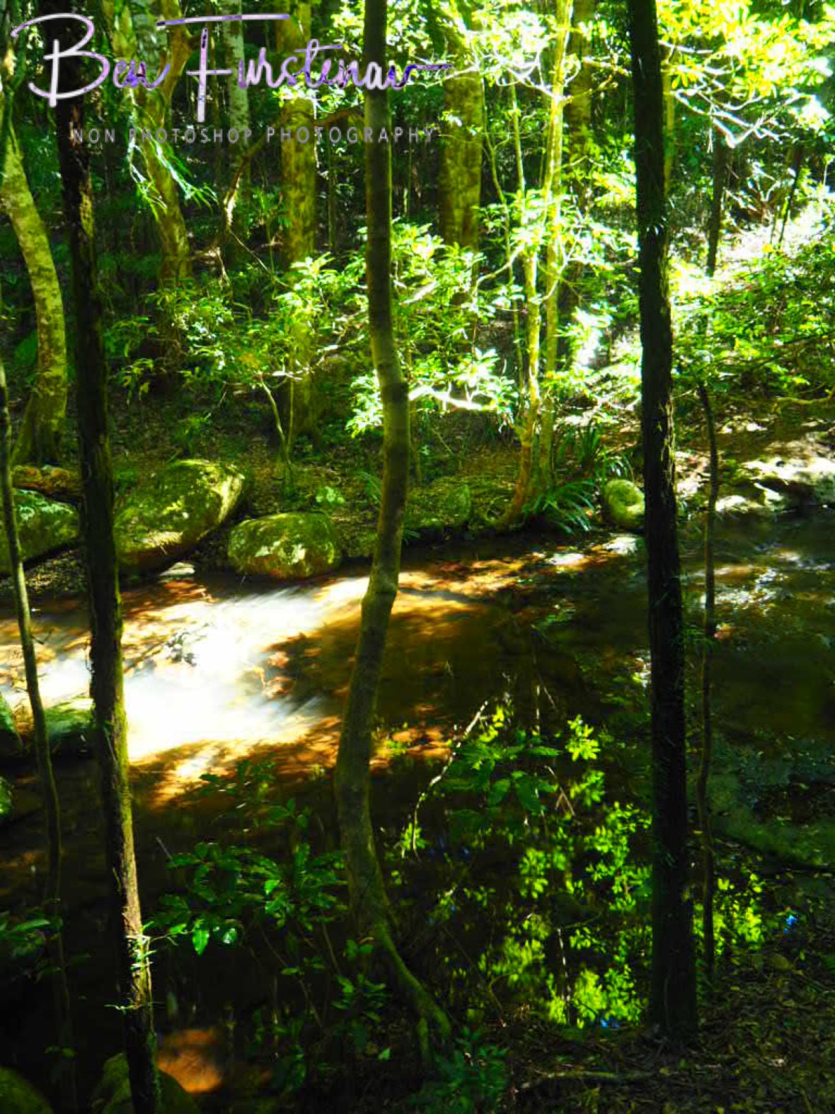 Leaf it on the mirror at Lamington National Park, Queensland, Australia 