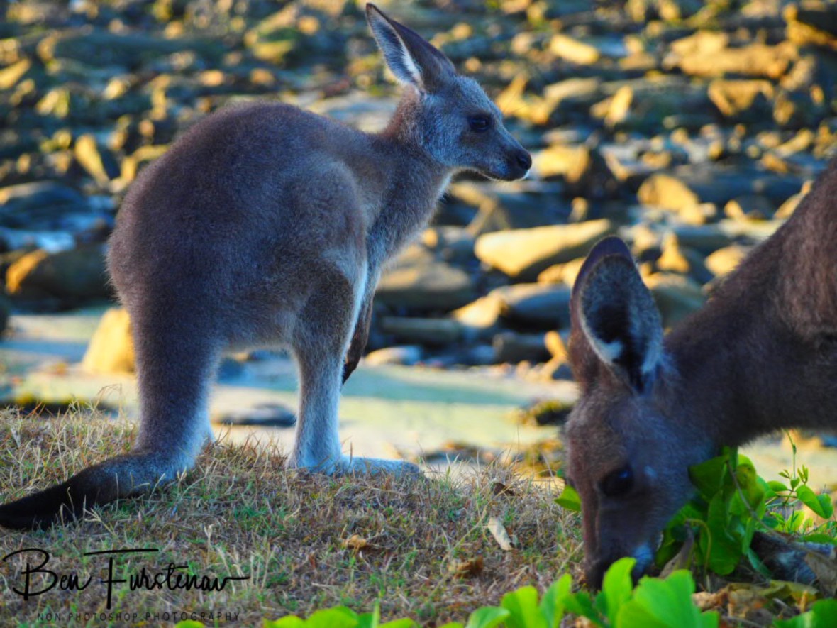 Grazing by the beach at Woody Head, New South Wales, Australia 
