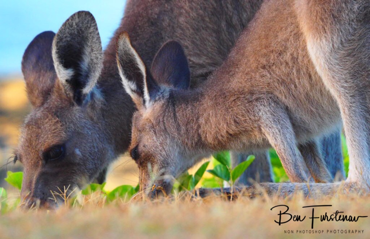 Family Feast at Woody Head, New South Wales, Australia 