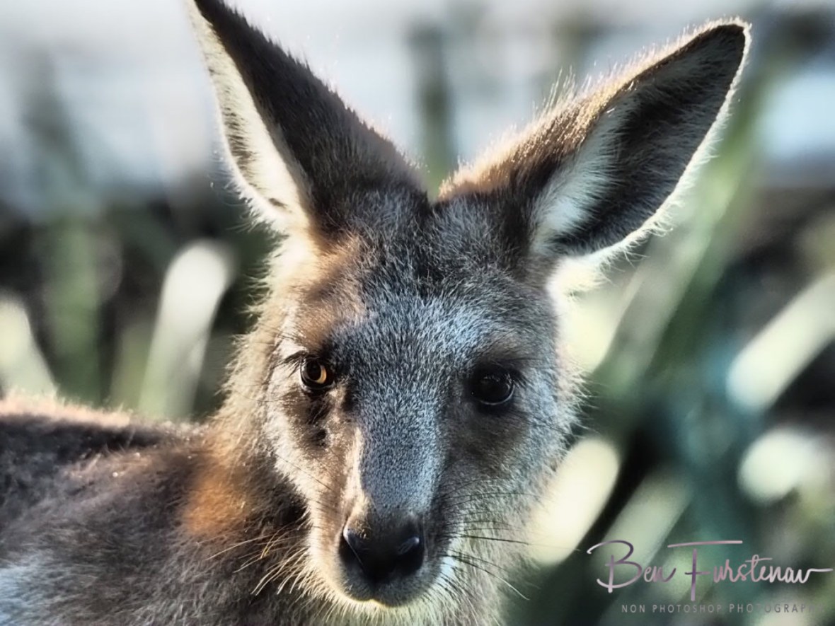 What’s that Skip? Woody Head, New South Wales, Australia 