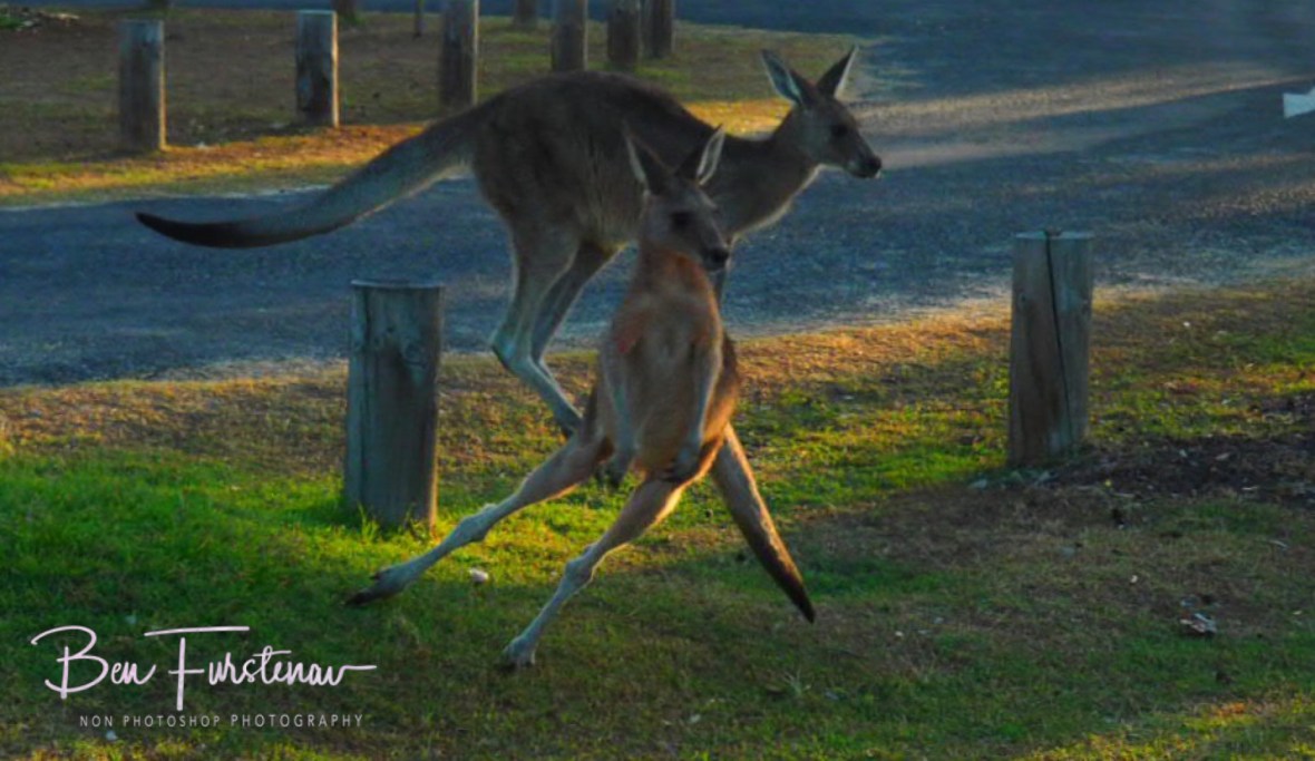 Quick reaction at Woody Head, New South Wales, Australia 