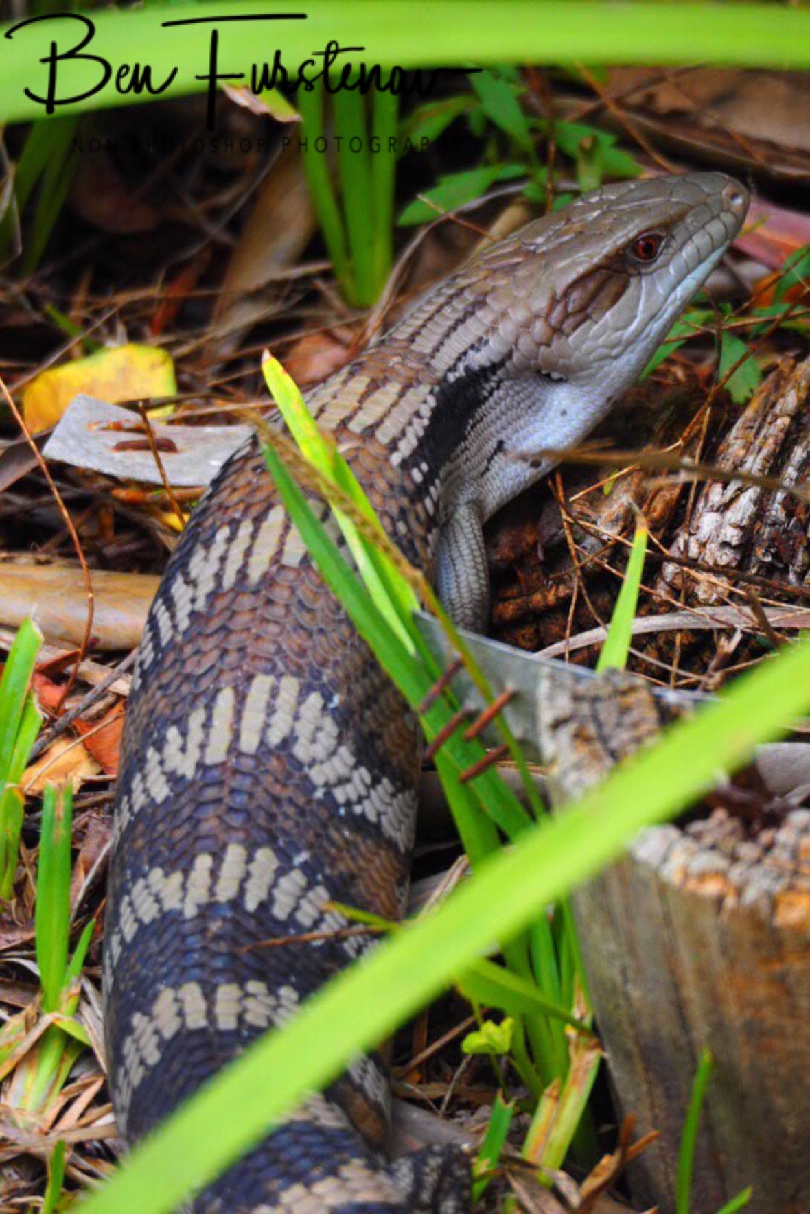 Camouflaged patterns, Coffs Harbour, New South Wales, Australia 