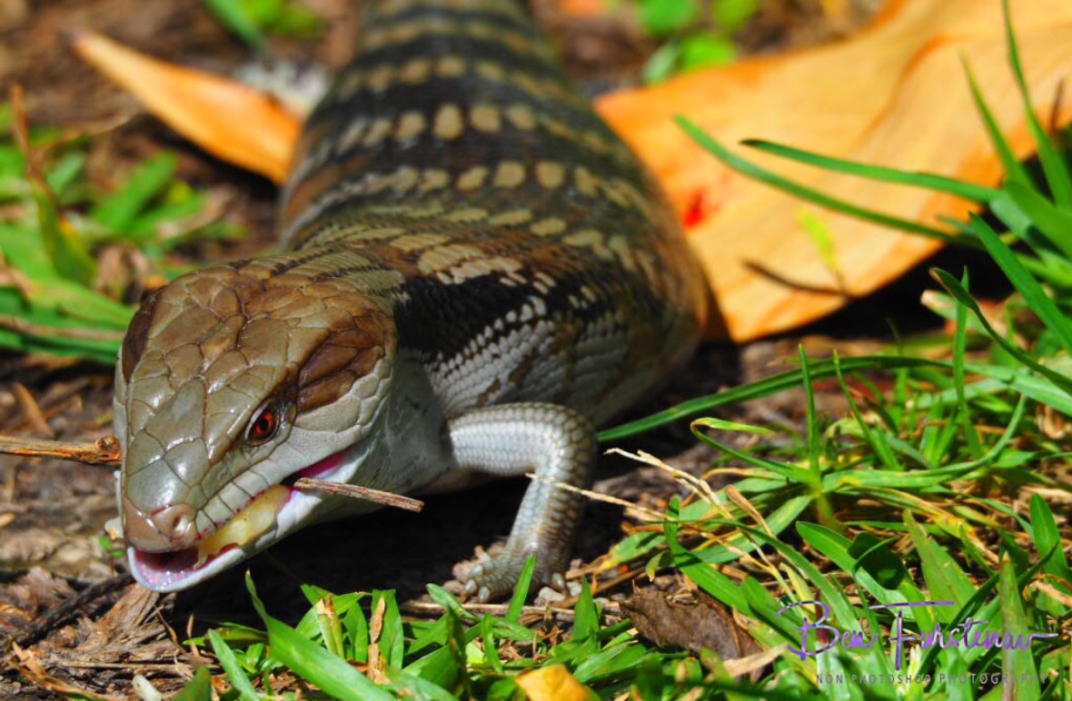 Mhhh, banana! Coffs Harbour, New South Wales, Australia