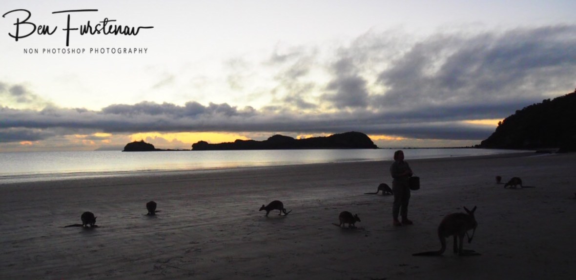 Early morning Ranger duties at Cape Hillsborough, Queensland, Australia