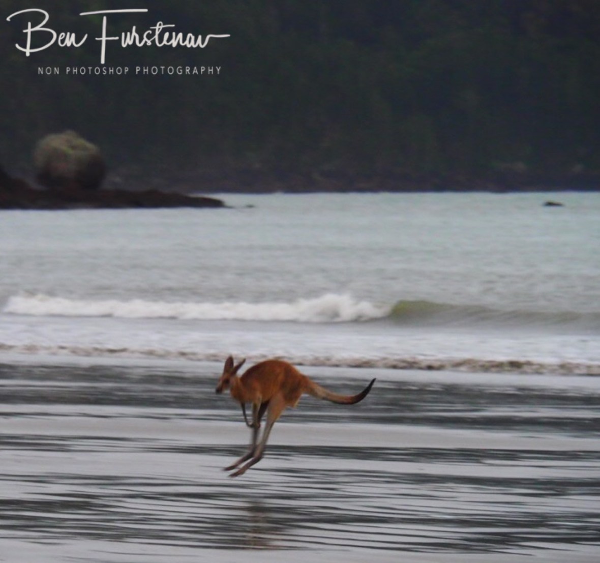 Skipping in perfect locomotion at Cape Hillsborough, Queensland, Australia