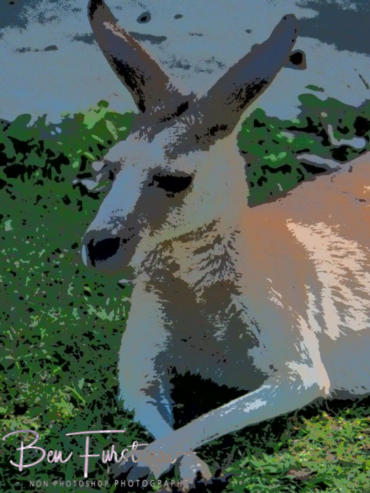 Skippy, tame but wild at Cape Hillsborough, Queensland, Australia