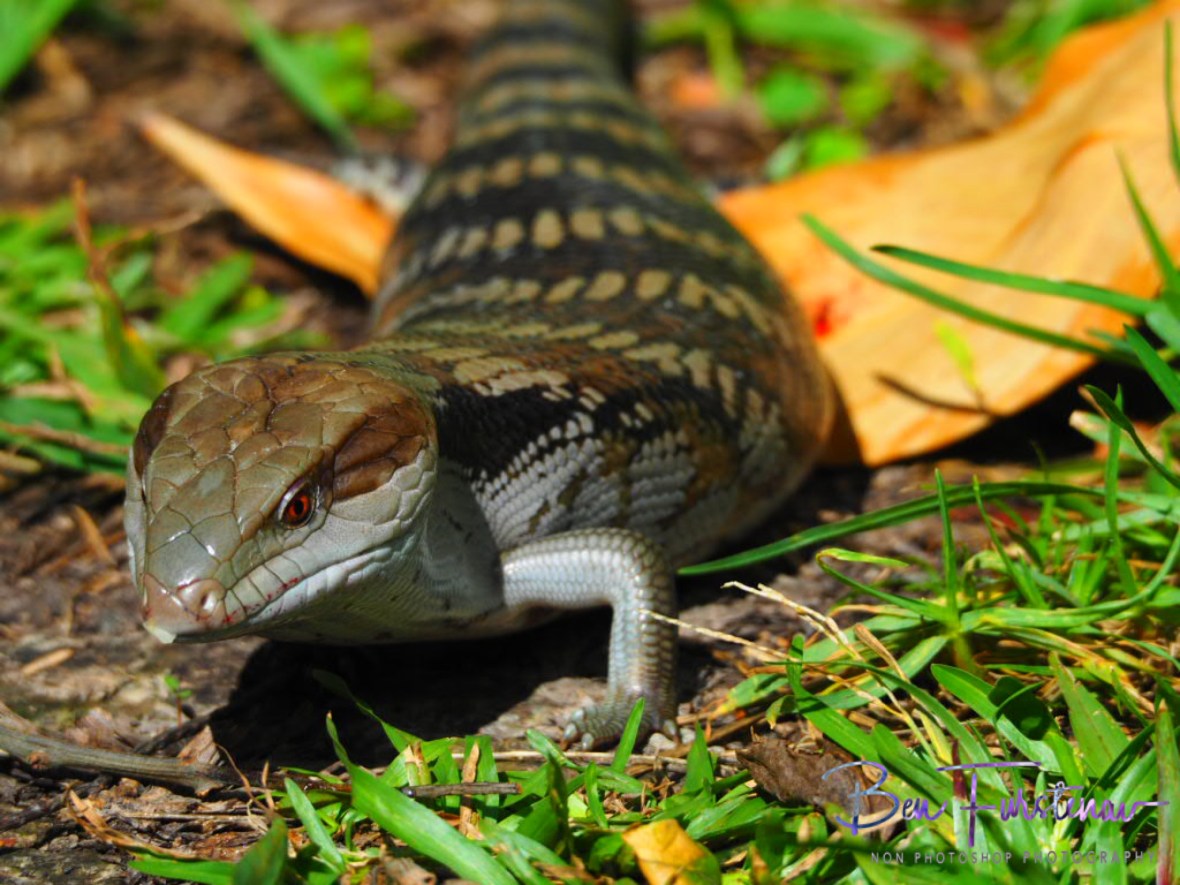 Careful moving along, Coffs Harbour, New South Wales, Australia 