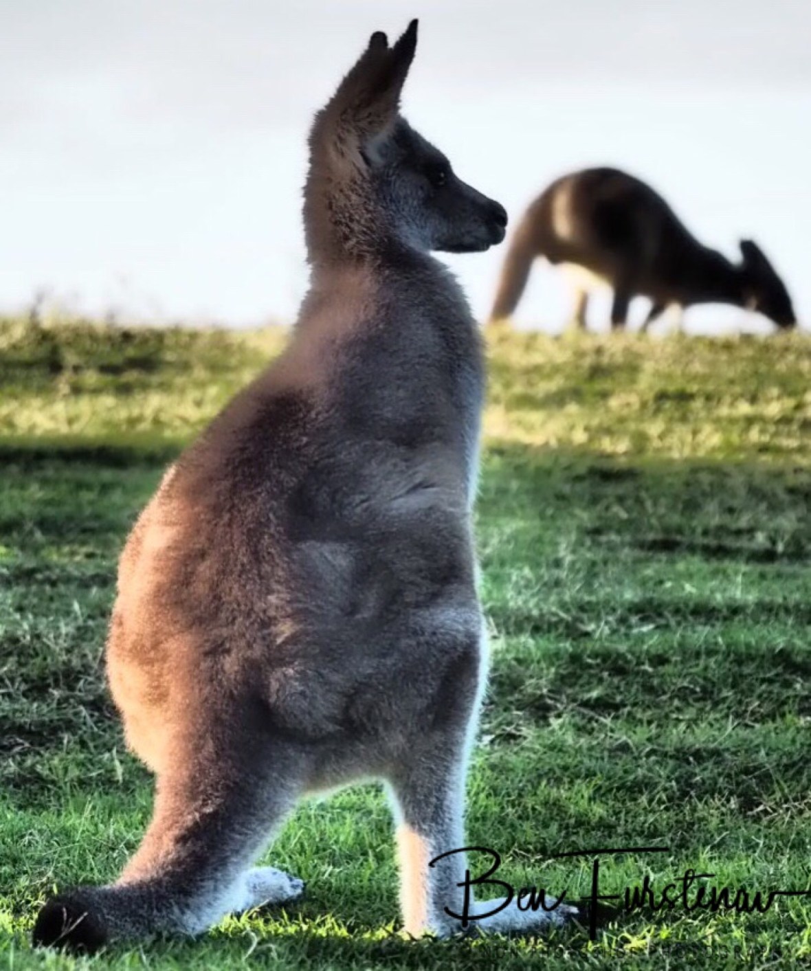 Sitting up at Woody Head, New South Wales, Australia 