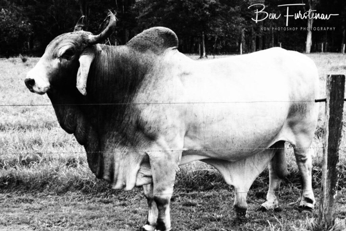 A colossal gentle giant at Finch Hatton, Eungalla National Park, Queensland, Australia 
