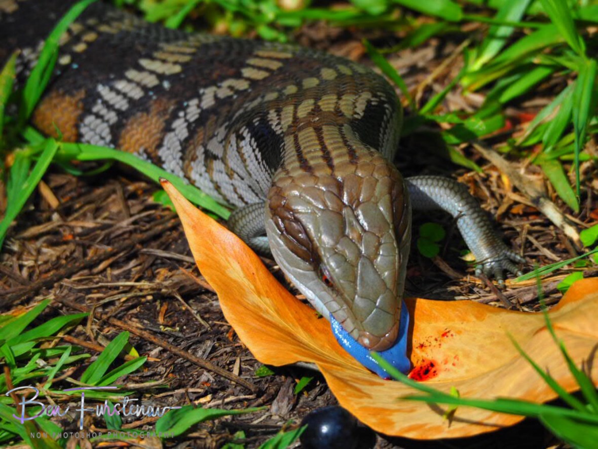 Licking her plate, Coffs Harbour, New South Wales, Australia 
